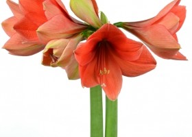 hippeastrum Desire (1)